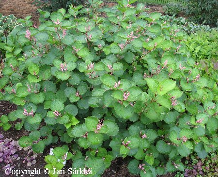 Fallopia japonica var. compacta